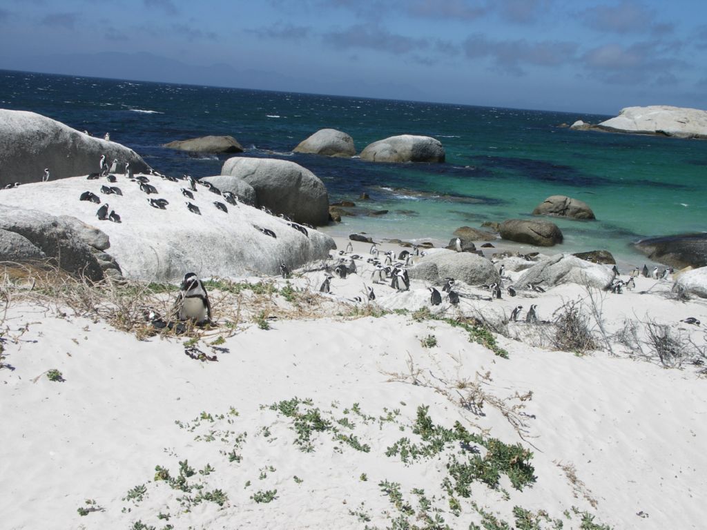 pingouin du cap